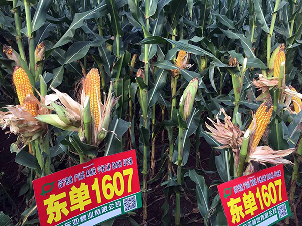 1536973937572322.jpg 8.jpg