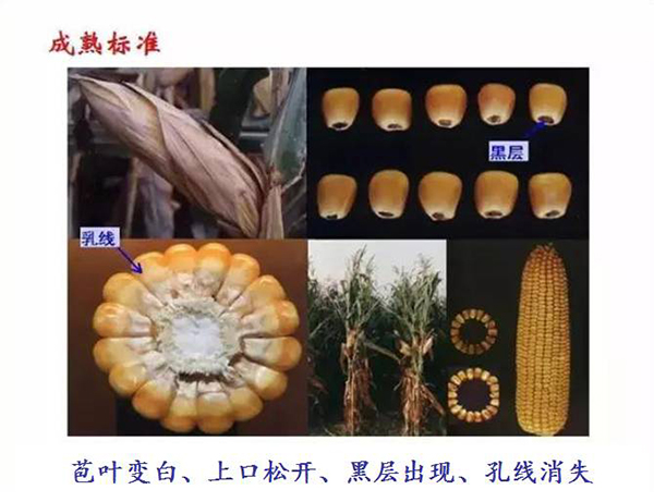 1537148876601627.jpg 5.jpg