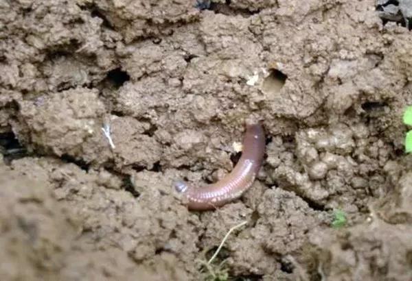 1544774855.jpg 微信图片_20181214160725.jpg