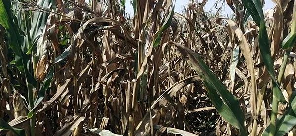 1567125066.jpg 微信图片_20190830082523.jpg