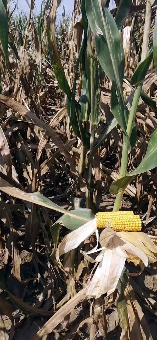 1567125076.jpg 微信图片_20190830082529.jpg