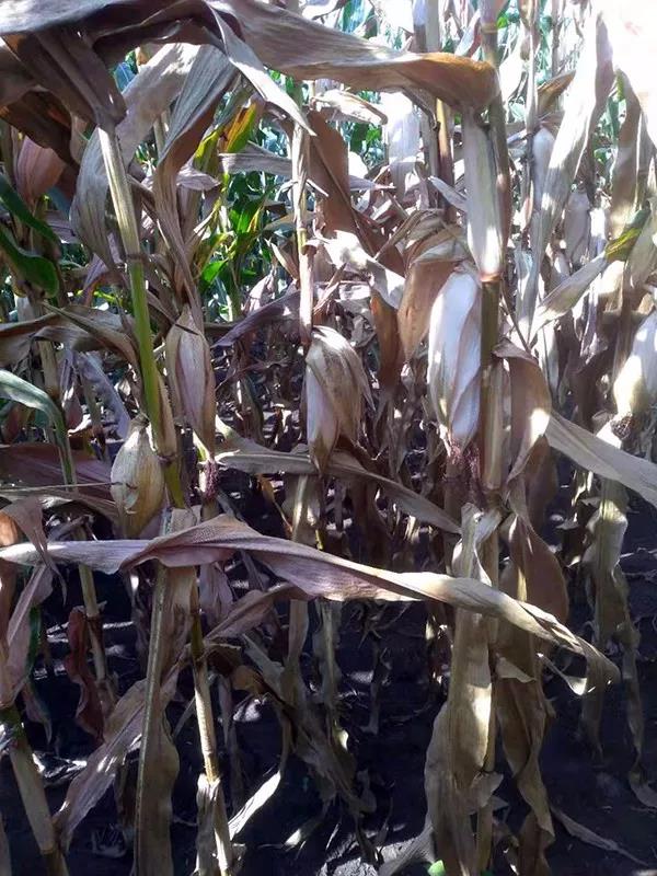 1567125082.jpg 微信图片_20190830082536.jpg