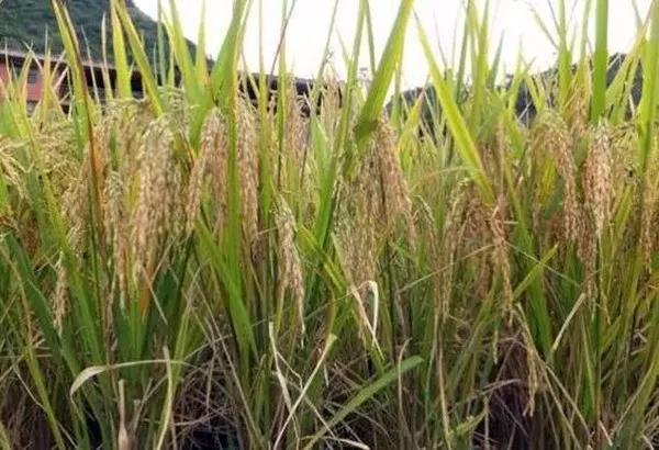 1568343108.jpg 微信图片_20190913105111.jpg