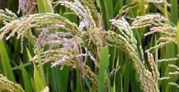 1568343114.jpg 微信图片_20190913105115.jpg