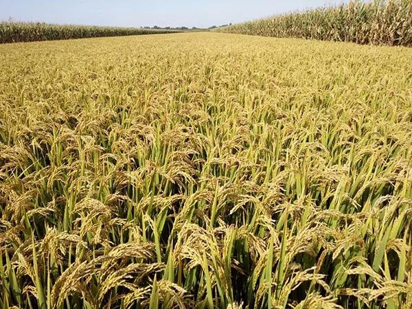 1569033982.jpg 微信图片_20190921104557.jpg