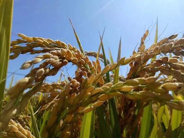 1569033988.jpg 微信图片_20190921104425.jpg