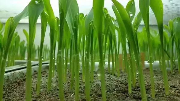 1578555760.jpg 微信图片_20200109154119.jpg