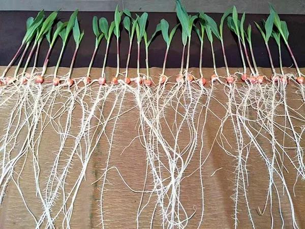 1580613513.jpg 微信图片_20200202111537.jpg