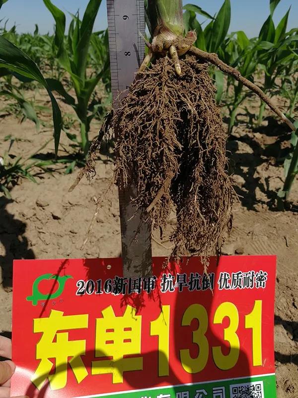 1580613520.jpg 微信图片_20200202111609.jpg