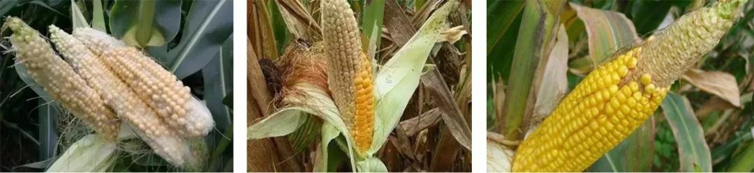 1595582281.jpg 微信图片_20200724171739.jpg