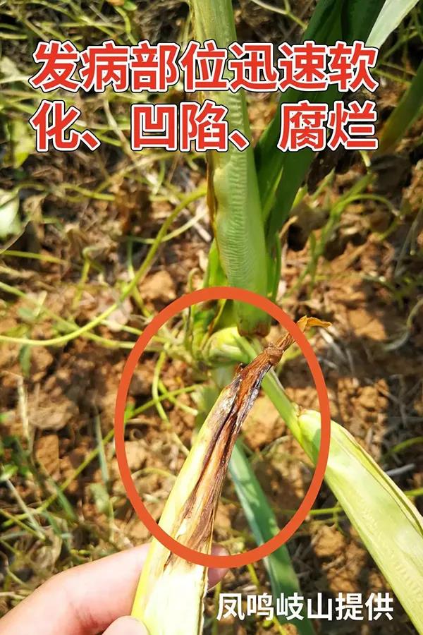 1595582485.jpg 微信图片_20200724172052.jpg