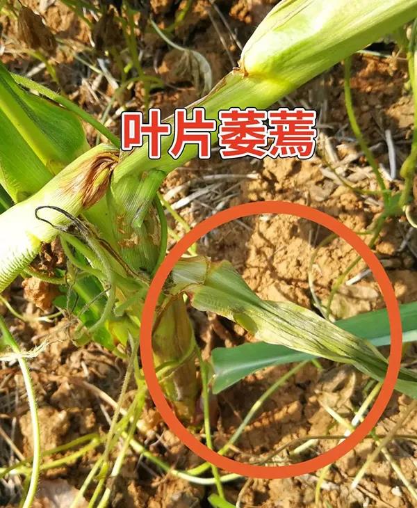 1595582495.jpg 微信图片_20200724172055.jpg