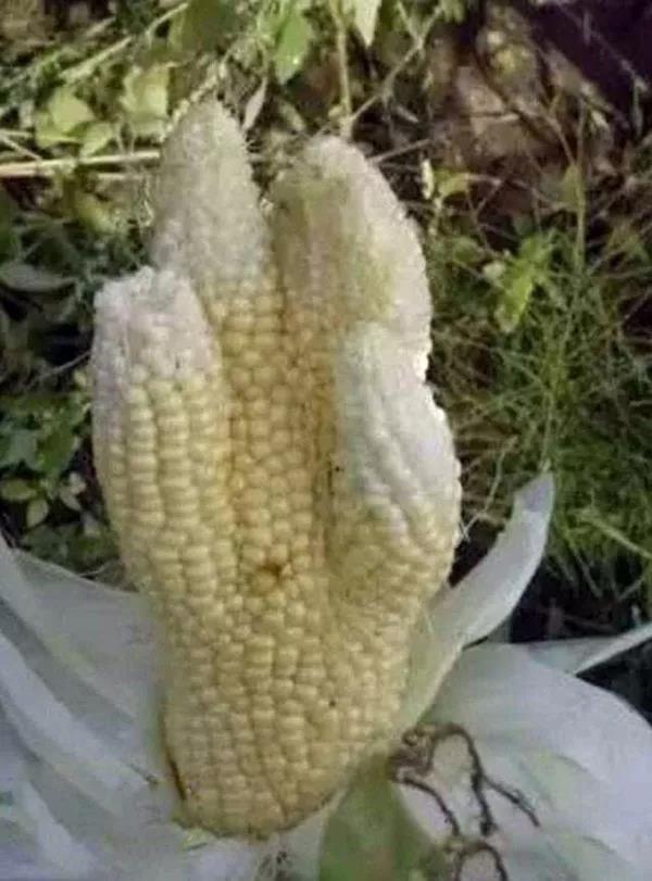 1595582725.jpg 微信图片_20200724172419.jpg