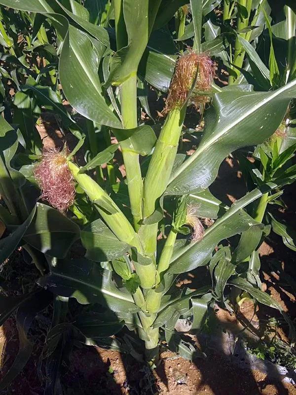 1595582755.jpg 微信图片_20200724172416.jpg