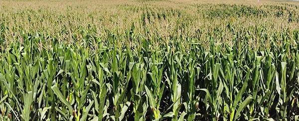 1600063995.jpg 微信图片_20200914141303.jpg