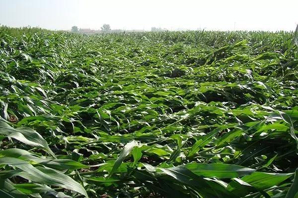 1600064896.jpg 微信图片_20200914142636.jpg