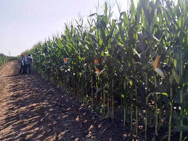 1600073268.jpg 微信图片_20200914164721.jpg