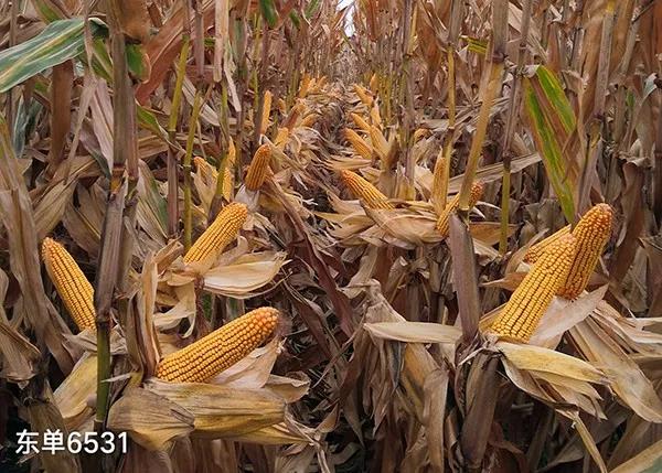 1616302954.jpg 微信图片_20210321130138.jpg