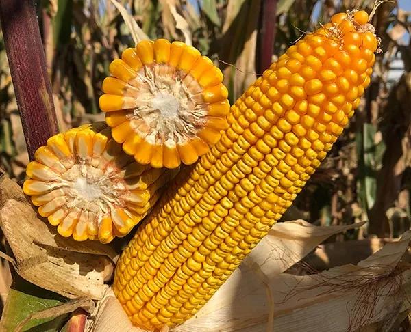 1620619881.jpg 微信图片_20210510120920.jpg