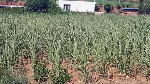 1624263994.jpg 微信图片_20210621162538.jpg