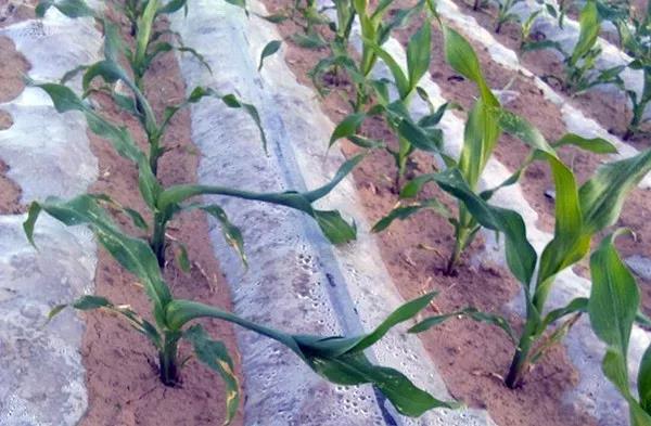 1624264006.jpg 微信图片_20210621162540.jpg