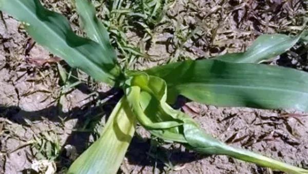 1624264016.jpg 微信图片_20210621162544.jpg