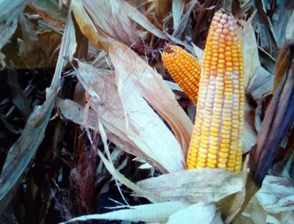 1666319503.jpg 微信图片_20221021103030.jpg